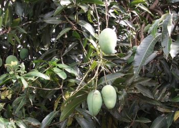 Manfaat Pohon Mangga untuk Kesehatan dan Lingkungan yang Berlimpah