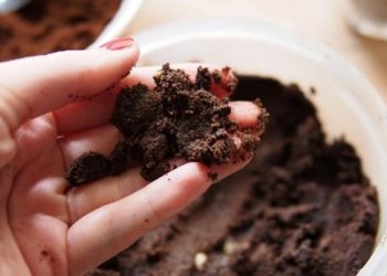 Manfaat Ampas Kopi sebagai Lulur untuk Kesehatan Kulit Tubuh