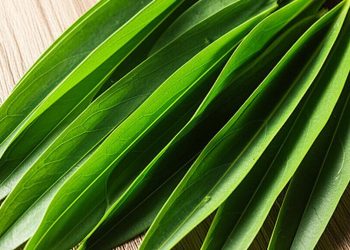 4 Manfaat Daun Suji sebagai Pewarna Alami dengan Khasiat Kesehatan