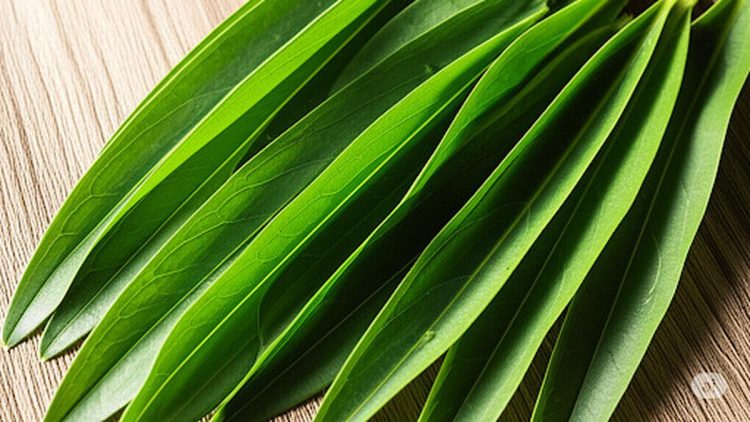 4 Manfaat Daun Suji sebagai Pewarna Alami dengan Khasiat Kesehatan