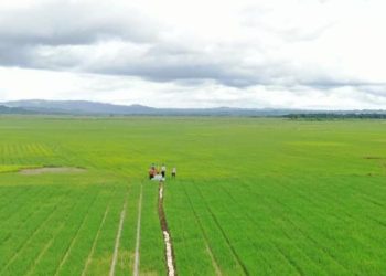 Upaya Mewujudkan Kedaulatan Pangan di Indonesia