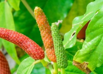 Potensi Cabe Jawa di Era Modern