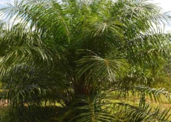 Peluang Budidaya Kurma di Indonesia Menggunakan Teknologi dan Cerita Sukses