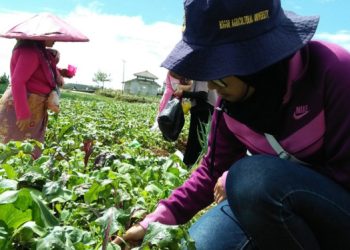 Kapitalisasi Jalan Pintas untuk Meningkatkan Pertanian di Nusantara