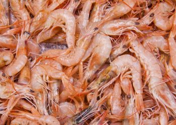 Udang Asal Indonesia Dilarang di AS, Apa Itu Cesium 137?