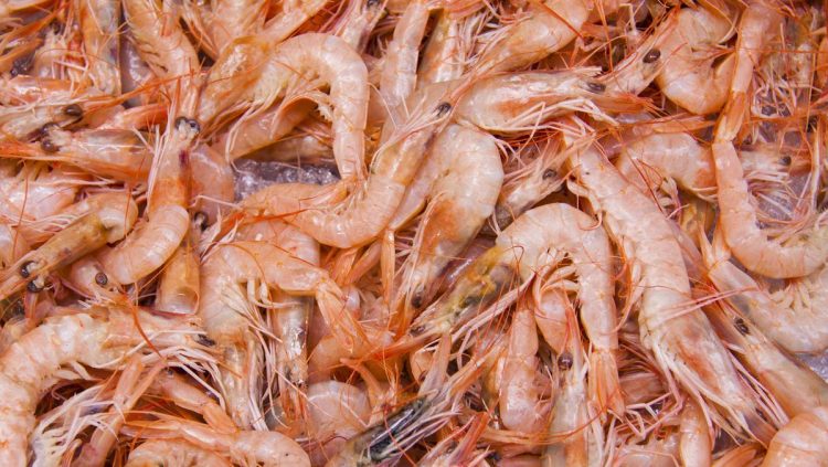 Udang Asal Indonesia Dilarang di AS, Apa Itu Cesium 137?
