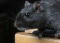 9 Cara Alami Mengusir Tikus Tanpa Racun!