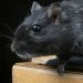 9 Cara Alami Mengusir Tikus Tanpa Racun!