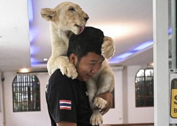 Memelihara Singa di Thailand Memicu Keresahan Masyarakat