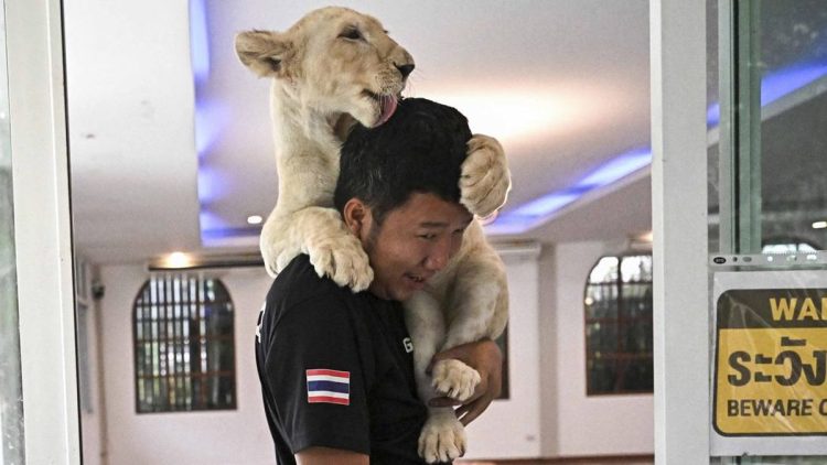 Memelihara Singa di Thailand Memicu Keresahan Masyarakat