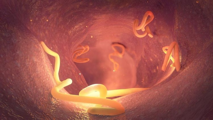 Kasus Cacingan Menurun Menurut Kemenkes Ingatkan Risiko Infeksi Berulang