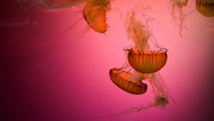 Diserbu Ubur-ubur Langka Kanibal, Pengunjung Dapat Peringatan di Pantai