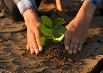 Pentingnya Restorasi Lahan di Indonesia
