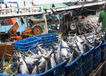 5 Ikan yang Aman untuk Penderita Kolesterol dan Asam Urat