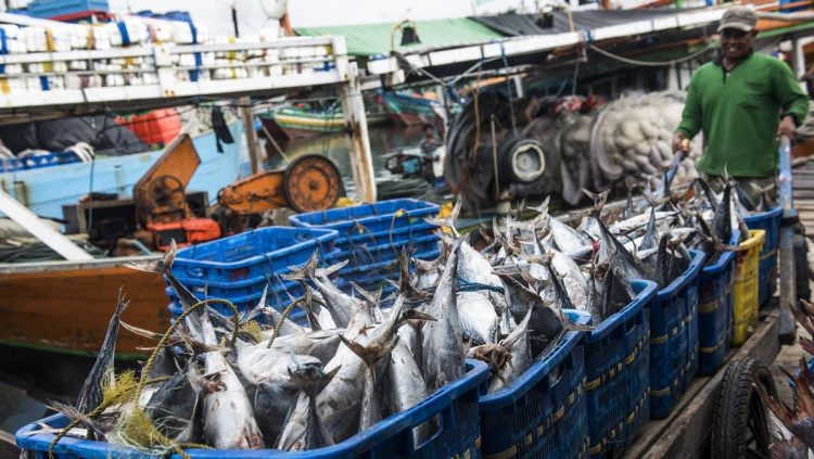 5 Ikan yang Aman untuk Penderita Kolesterol dan Asam Urat