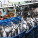 5 Ikan yang Aman untuk Penderita Kolesterol dan Asam Urat