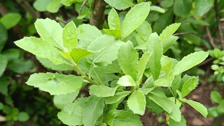 5 Manfaat Rebusan Daun Beluntas untuk Kesehatan yang Jarang Dikenal