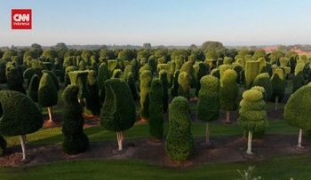Ratusan Pohon Unik di Belgia Menjelang Musim Dingin