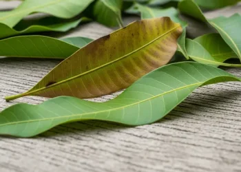 5 Manfaat Daun Mangga untuk Kesehatan Antioksidan dan Menurunkan Gula Darah