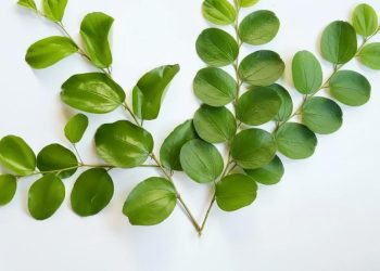 Manfaat Daun Bidara dan Cara Mengolahnya untuk Kesehatan Tubuh