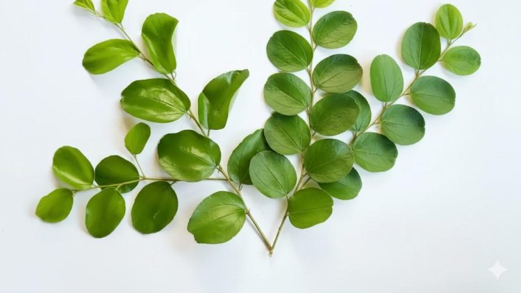 Manfaat Daun Bidara dan Cara Mengolahnya untuk Kesehatan Tubuh