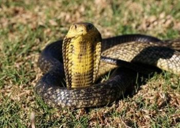 Apa yang Perlu Dilakukan Jika Menemukan Ular Jarak 1 Meter Panduan Lengkap