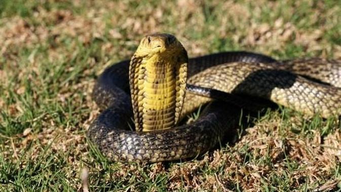 Apa yang Perlu Dilakukan Jika Menemukan Ular Jarak 1 Meter Panduan Lengkap