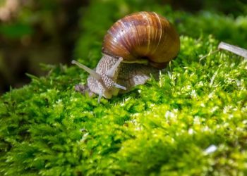 5 Bahan Dapur Efektif Mengusir Siput Saat Musim Hujan Agar Tanaman Terlindungi