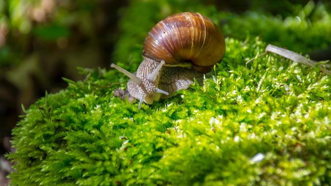 5 Bahan Dapur Efektif Mengusir Siput Saat Musim Hujan Agar Tanaman Terlindungi