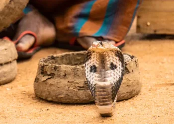 Kerap Muncul di Rumah, Ini 5 Fakta Taring Ular Kobra Tersembunyi dan Mematikan