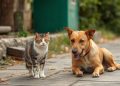 5 Dampak Berbahaya Konsumsi Daging Anjing dan Kucing, Peraturan Baru Segera Diterbitkan
