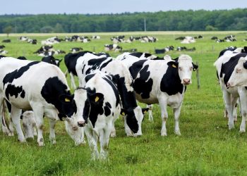 Sapi Serbu Peron Stasiun Akibatkan Kereta Terlambat Berjam-jam