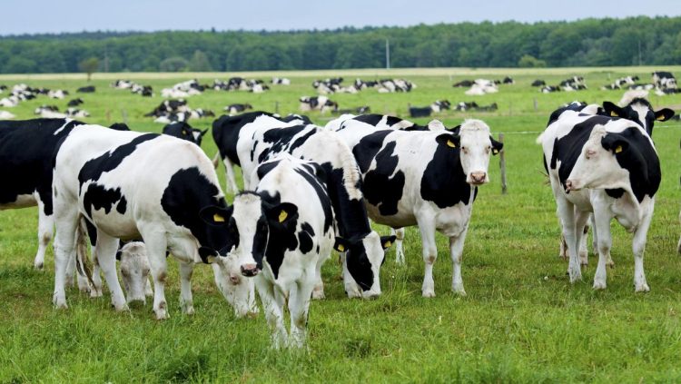 Sapi Serbu Peron Stasiun Akibatkan Kereta Terlambat Berjam-jam