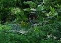 Hutan Babakan Siliwangi Bandung Tutup Selama 90 Hari, Jangan Ke Sini Dulu
