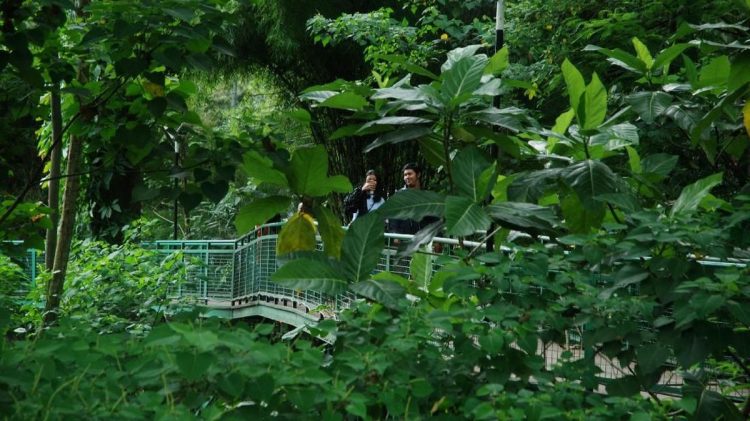 Hutan Babakan Siliwangi Bandung Tutup Selama 90 Hari, Jangan Ke Sini Dulu