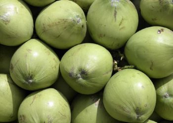 Orang-orang yang Dianjurkan untuk Rutin Minum Air Kelapa