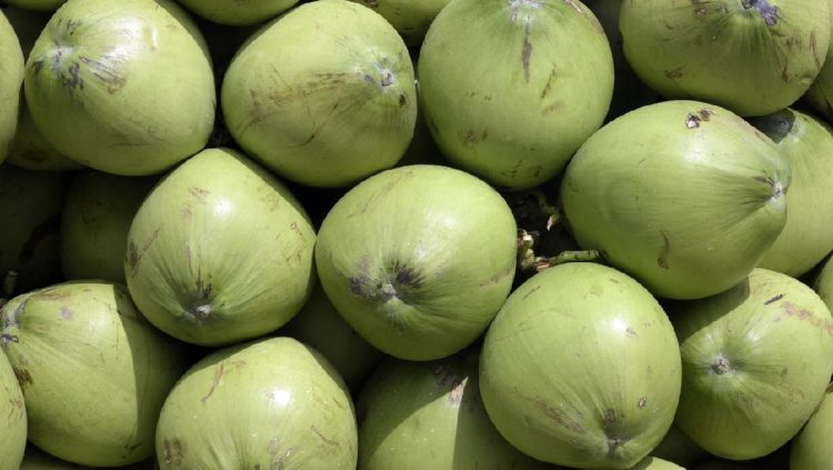 Orang-orang yang Dianjurkan untuk Rutin Minum Air Kelapa