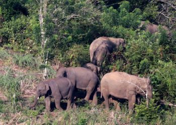 Momen Seru Turis Saat Menjelajahi Rawa Diterjang Gajah Liar