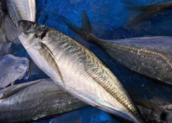 Bolehkah Makan Ikan Tongkol Saat Diet? Simak Manfaat, Kandungan, dan Cara Aman Konsumsinya