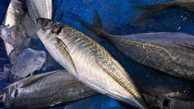 Bolehkah Makan Ikan Tongkol Saat Diet? Simak Manfaat, Kandungan, dan Cara Aman Konsumsinya