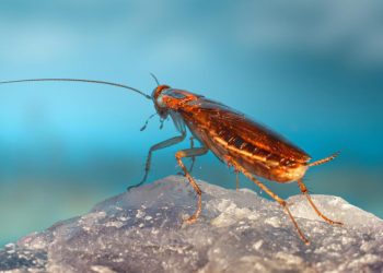 7 Jenis Kecoa Umum di Rumah dan Cara Menghilangkannya Secara Permanen