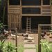 9 Desain Halaman Belakang Rumah Kecil untuk Peliharaan Ayam yang Nyaman dan Aman