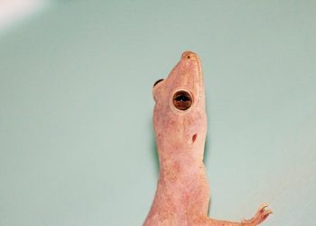 10 Metode Efektif Mengusir Cicak di Meja Makan dengan Bahan Alami yang Ampuh