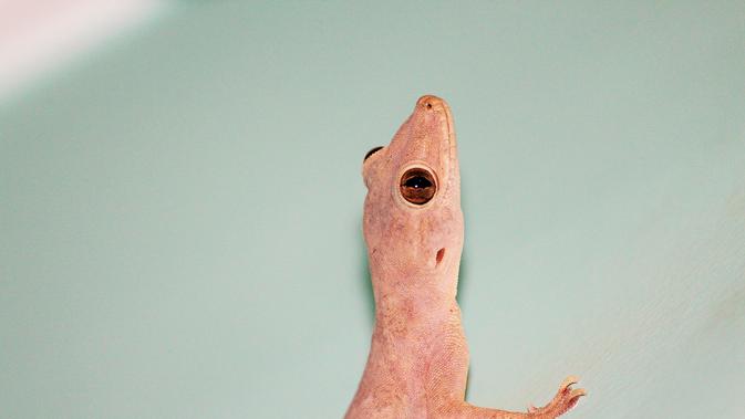 10 Metode Efektif Mengusir Cicak di Meja Makan dengan Bahan Alami yang Ampuh