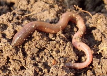 Efek Samping Air Rebusan Cacing Tanah Apakah Aman atau Berbahaya?