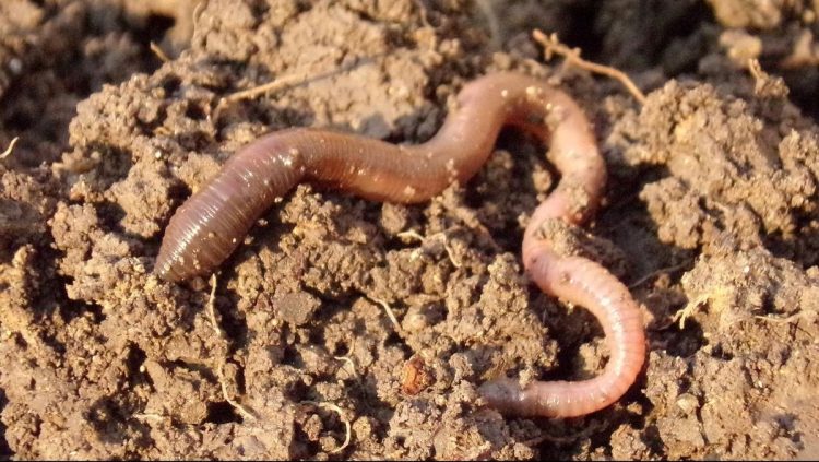 Efek Samping Air Rebusan Cacing Tanah Apakah Aman atau Berbahaya?