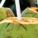 8 Kelompok Orang yang Harus Berhati-hati saat Mengonsumsi Air Kelapa