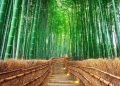 Turis Malaysia Dikecam Warganet Jepang Karena Merusak Hutan Bambu di Kyoto