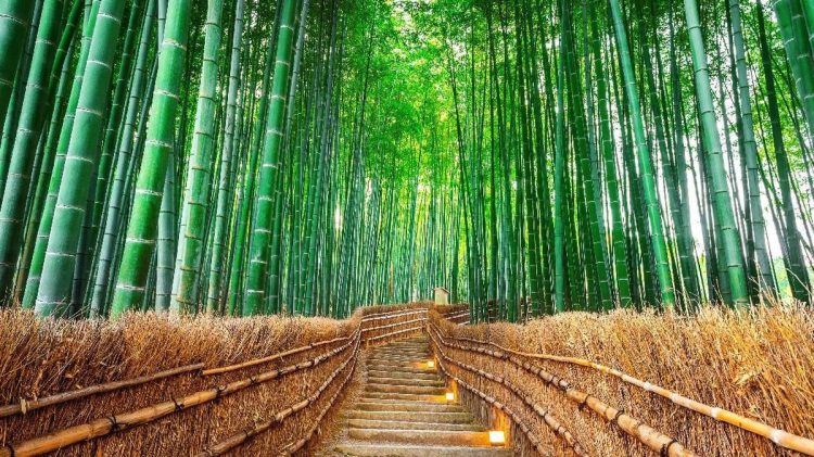 Turis Malaysia Dikecam Warganet Jepang Karena Merusak Hutan Bambu di Kyoto