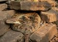 8 Jenis Ular yang Berkembang Biak di Area Berbatu dan Cara Pencegahannya